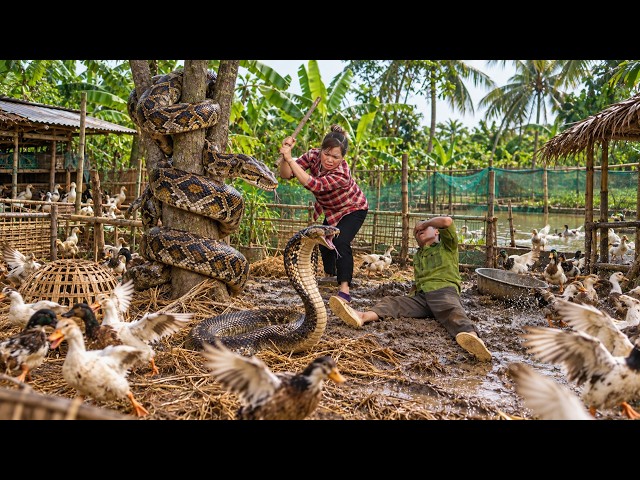 72 Hours Survival: Giant Python & King Cobra Invade a Duck Farm — Incredible Rescue Begins!