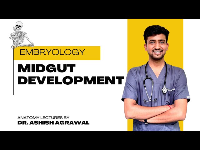 Development of Midgut || Embryology || First Year MBBS || Anatomy Lectures by Ashish