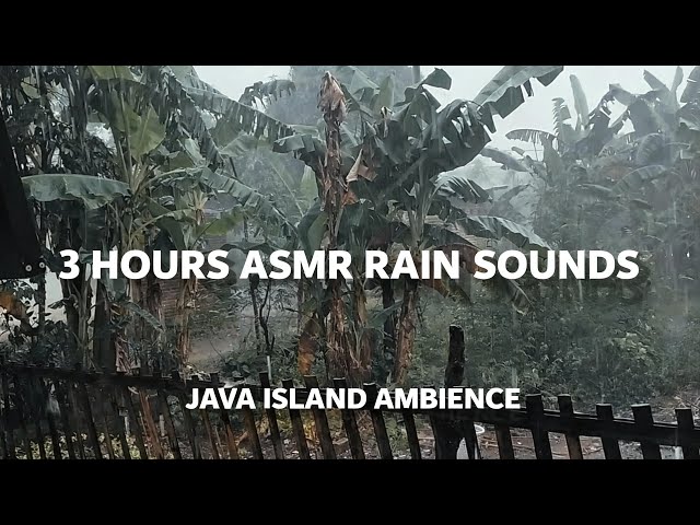 Tropical Rain Sounds | 3 Hours of Natural Rain in Java Island