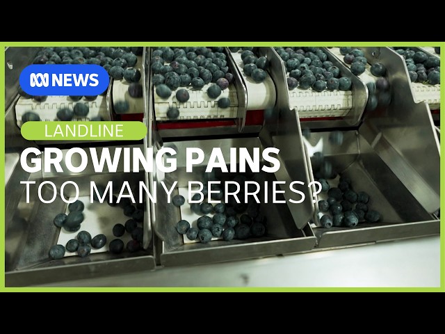 Growing pains as blueberry industry expands rapidly and appetites increase | Landline | ABC News