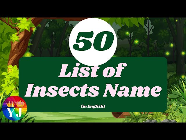 50 List of Insects Name in English | Learn insect names | Insects list with images | 4K Videos