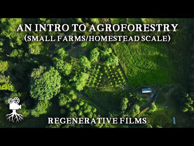 Los increíbles beneficios de la agroforestería en las pequeñas explotaciones agrícolas | Introduc...