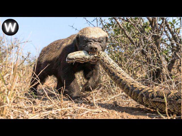 Honey Badger vs Python - Wrong Target – What Happens Next | Animal Fight