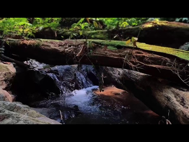 Relaxing Piano Music – Healing Vibes & River Flow for Peaceful Meditation and Rest