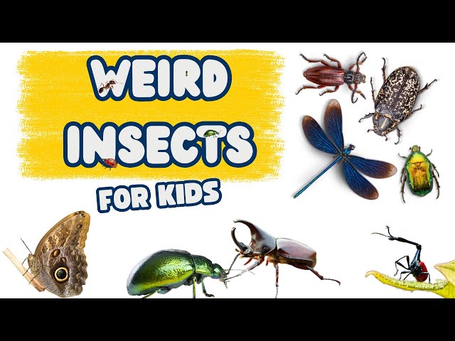 10 weird Insects for kids | Bugs You Won’t Believe Are Real | Educational video for kids
