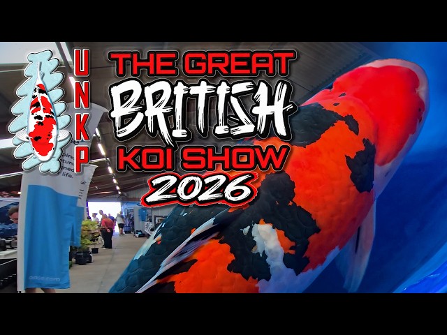Behind the Scenes at the Great British Koi Show 2026 | Major Winners & My Result