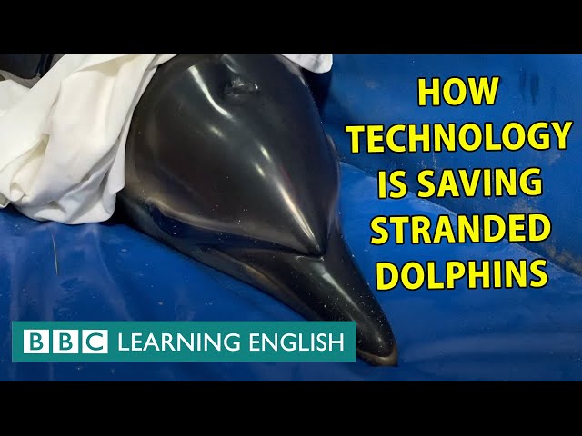 How technology gives beached dolphins a second chance