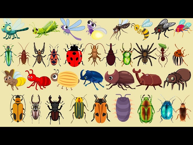 🦋 Insects Name with Pictures | 50 Insects and Bugs | English Vocabulary for Kids | #educationalvideo