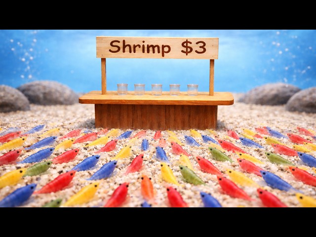 I made a Shrimp Business (And Made Profit)