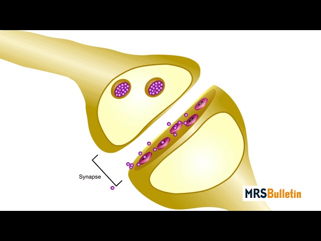 Quantum materials pave the path for synthetic neuroscience