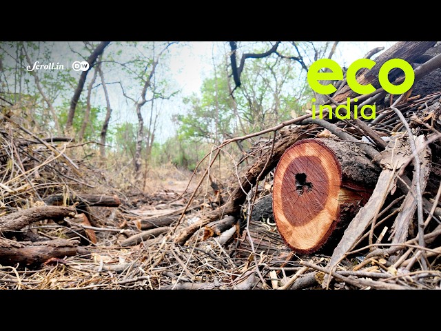 Eco India: Can Delhi save its forests without destroying what makes them valuable?