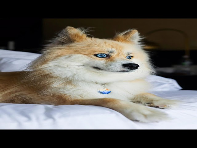 deeply Stupendous content from r/rarepuppers