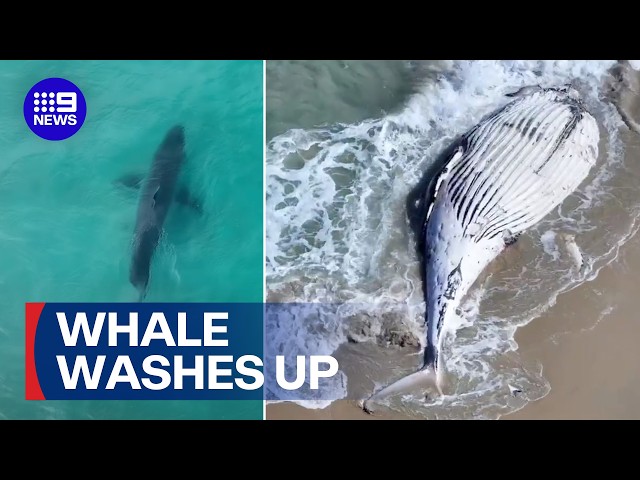 Sharks swarm to dead humpback whale on popular beach | 9 News Australia