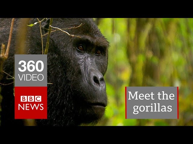 In 360: Gorillas of the Congo - BBC News