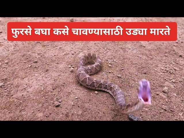 फुरसे बघा कसे लपून बसले होते सेंटरींगच्या फळ्यामध्ये #snakes #sawscaledviper #rescue #snakerescue