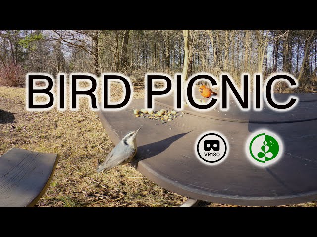 BIRD PICNIC | VR180 | 8K | Nature Experience