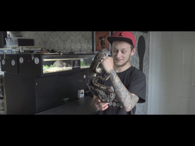 Black and white bumblebee spider ball pythons