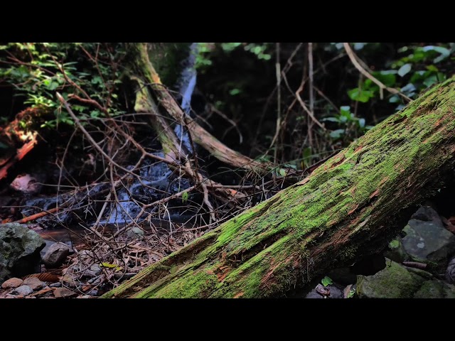 Relaxing Piano Music – Deep Sleeping, Healing Meditation & Calming River Flow Ambience