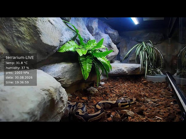 terrarium-LIVE 🔴 30/08/2026 🐍 Ball Python Regius Snake