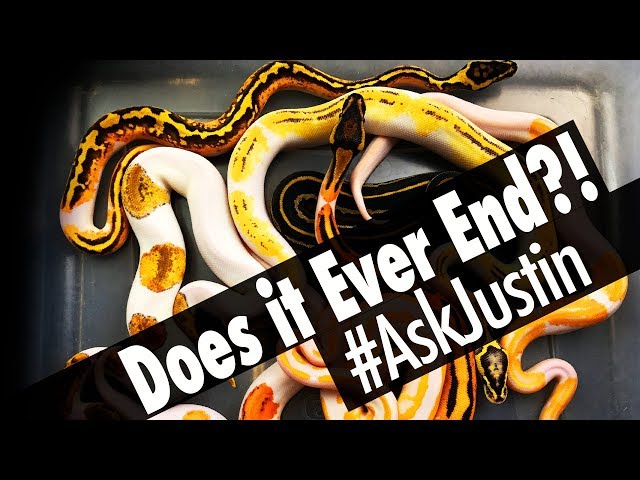 How many Ball Python Combos can there be?!! - YOUR Questions Answered! #AskJustin 4