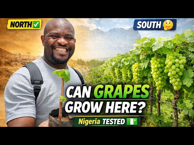 You Might Lose Money Growing Grapes in Your State (Watch This First)