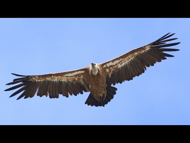 Gyps Fulvus, Grifone Eurasiatico