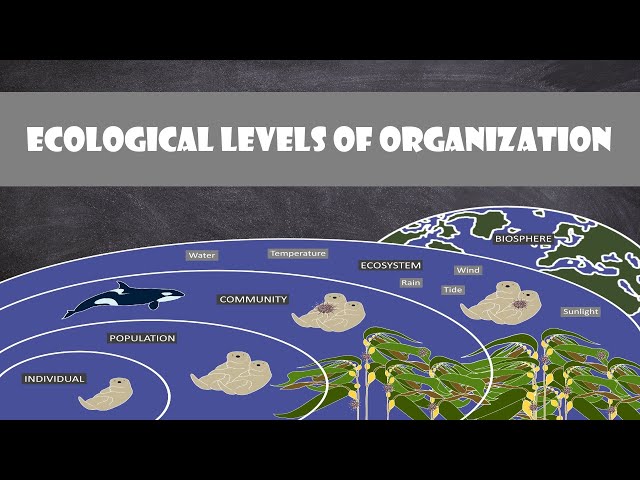 Ecological Levels of Organization | Ecology