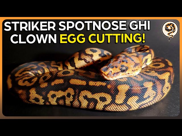 My First Ever Stranger Ball Python Egg Cutting! - Stranger Het Clown X GHI Spotnose Clown