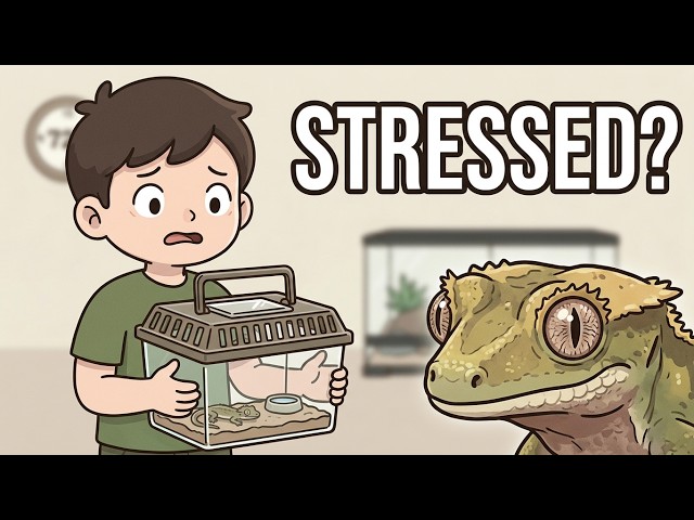 What to Expect: Your New Crested Gecko’s First 72 Hours
