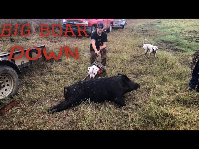 Hog hunting with dogs 2020 edition...Hog Wild!