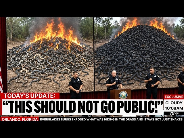 Everglades Burns Exposed What Was Hiding in the Grass and It Was Not Just Snakes