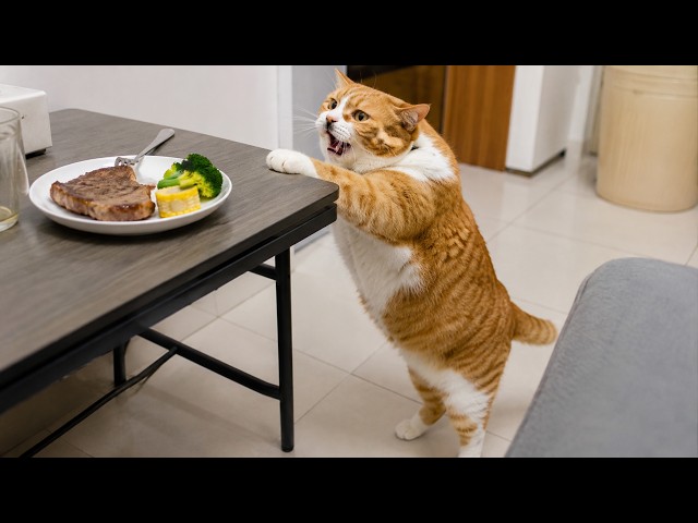 Try Not To Laugh 😂 Funniest Cats Ever 😸 Wild Reactions & Ridiculous Moments You’ll Love!