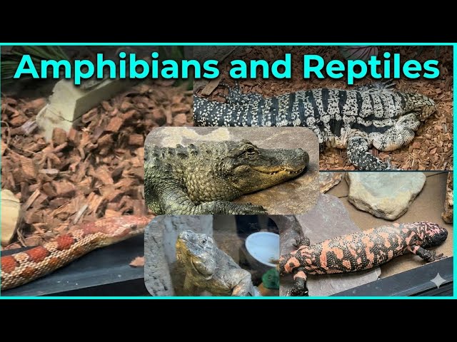 Amphibians and Reptiles in New Jersey Zoo 👀😳