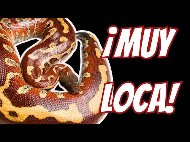 Is This Blood Python Crazy?