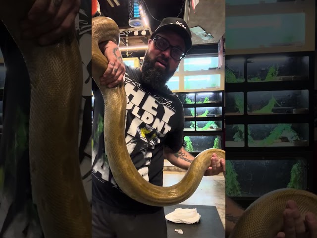 Un bagging my new Burmese Python 