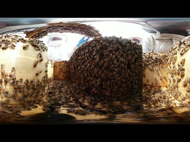 360 Degree view of Amis Mill Hives, part 3 of 4