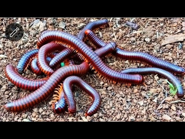 Hunting Big Millipedes 😱 kaki seribu, Snail, bekicot, insect, Millipede, serangga, Luwing 