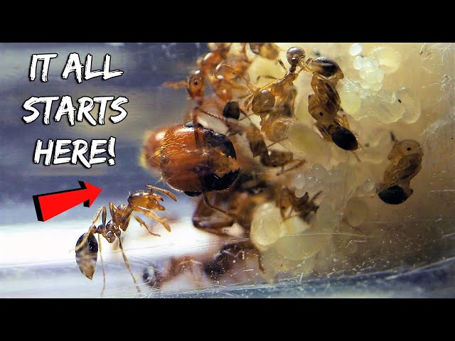 STARTING A NEW FIRE ANT COLONY | REBIRTH OF THE FIRE ANTS