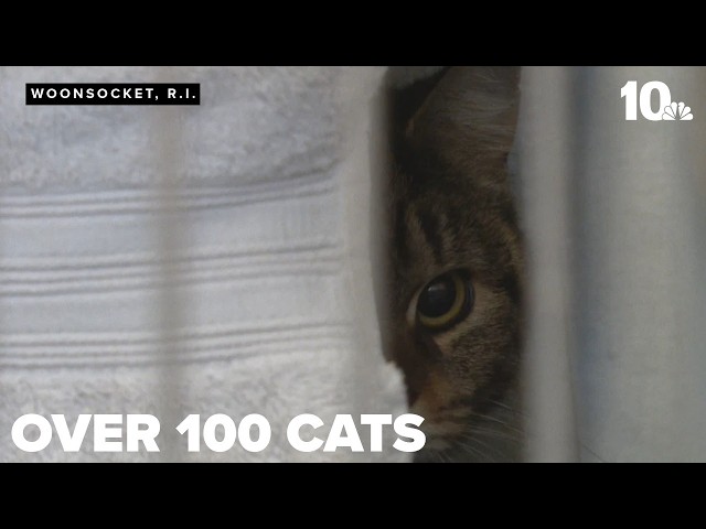Approximately 100 cats rescued from Woonsocket home