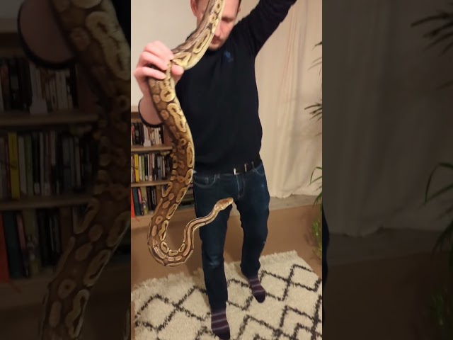 How big is this male Ball Python? 🤔