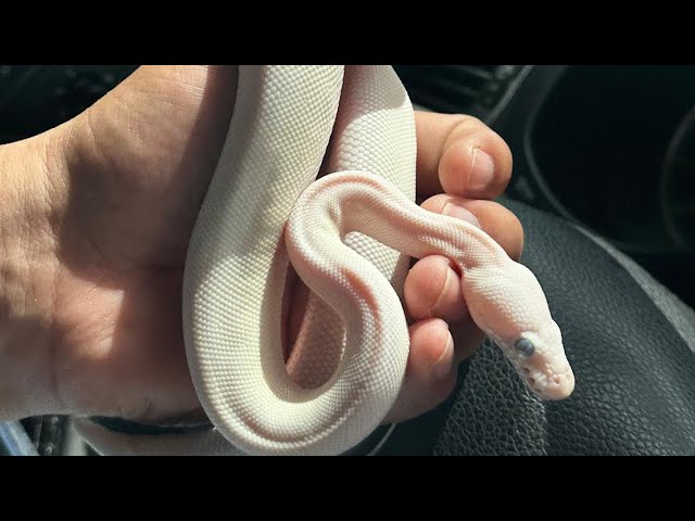 Welcoming 2 New Ball Pythons (Simple & Cheap Temporary enclosure Setup for New Ball Pythons)