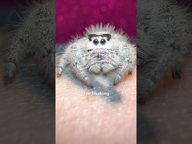 Would you hold her? #jumpingspider #phidippusregius #arachnophobia