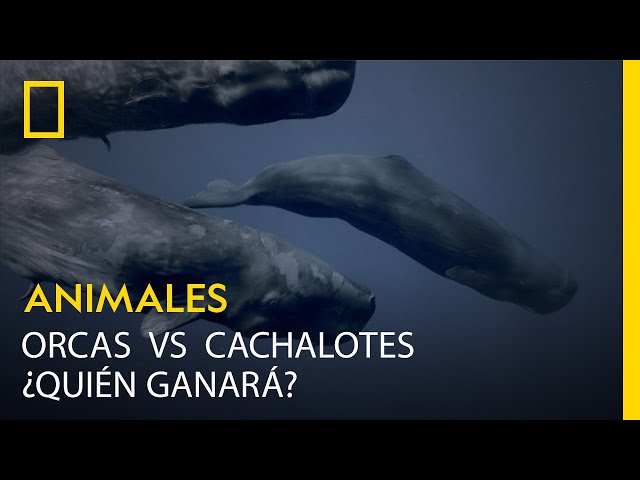 Orcas contra cachalotes ¿quién ganará? |LOS MÁS PELIGROSOS DE ÁFRICA | NATIONAL GEOGRAPHIC ESPAÑA