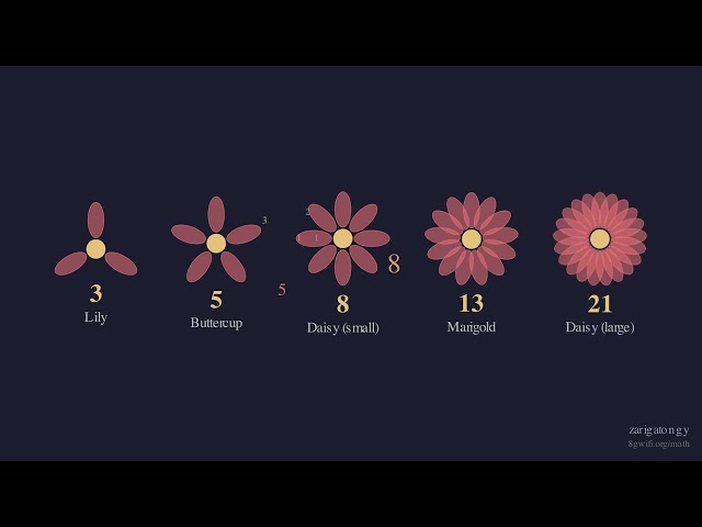 Fibonacci in Nature — Why 1, 1, 2, 3, 5, 8 Grows Everything | Visual Math
