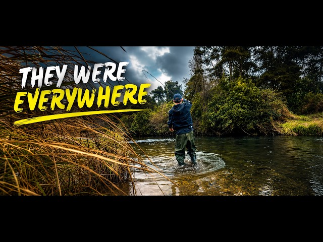 They Were EVERYWHERE... NZ Winter Trout On the Fly!