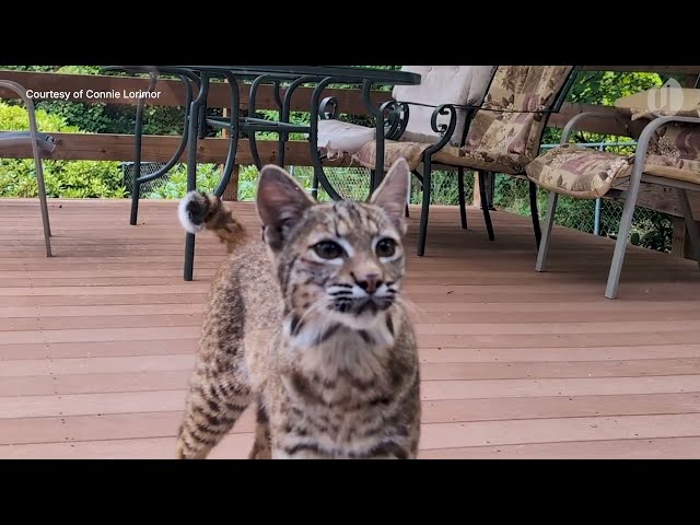 Close encounter: Wild bobcat visits house cat, lounges on Oregon deck
