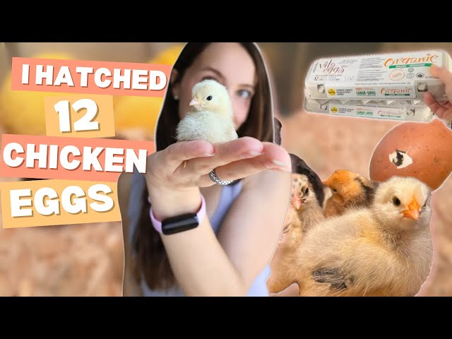 I Hatched 12 Chickens...From Grocery Store Eggs?