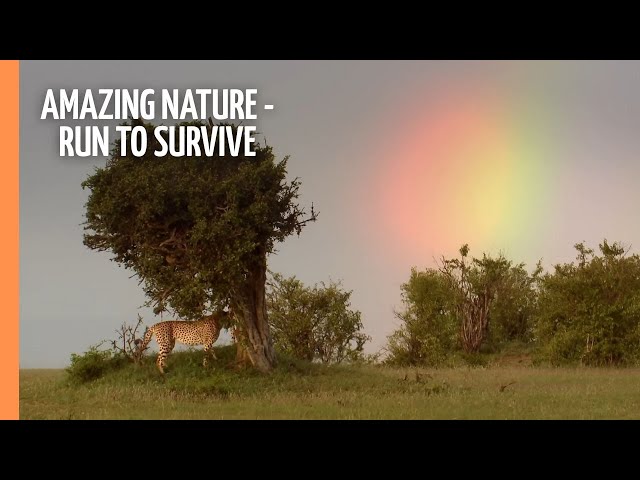 Amazing nature - Run to survive | Full Documentary