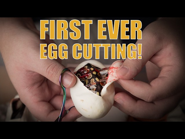 Opus Pythons first ever clutch cutting!!!