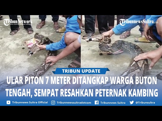 Viral Video: Buton Tengah Residents Capture 7-Meter Python Hunting Livestock
